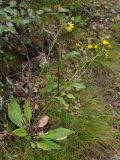 Hieracium vulgatum. Цветущее растение на обочине грунтовой дороги. Мурманск, сопка Горелая. 24.08.2008.