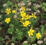 Ranunculus sardous