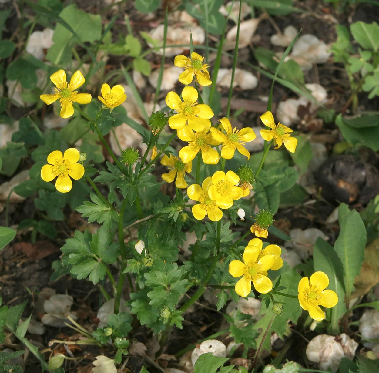 Изображение особи Ranunculus sardous.