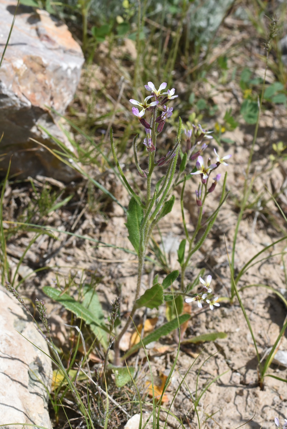 Image of genus Strigosella specimen.