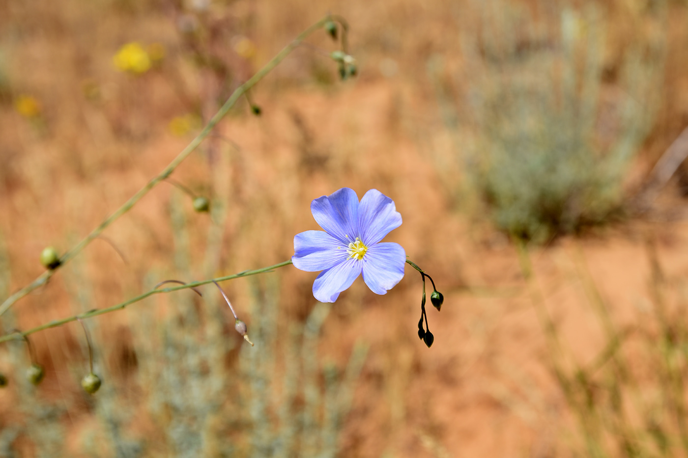 Image of Linum austriacum specimen.