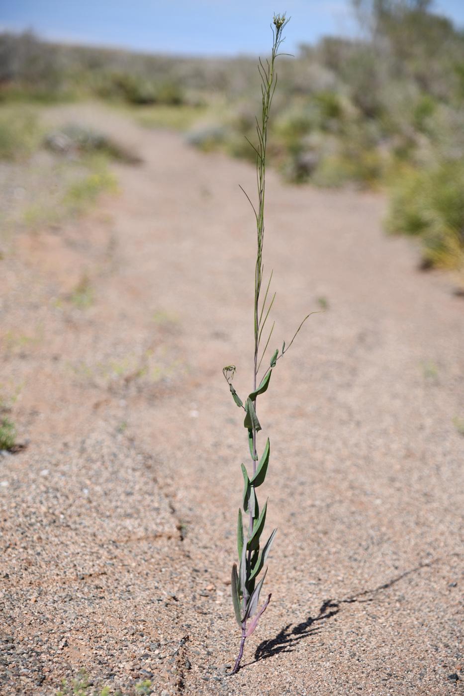 Image of Iljinskaea planisiliqua specimen.