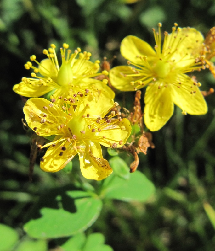 Image of Hypericum maculatum specimen.