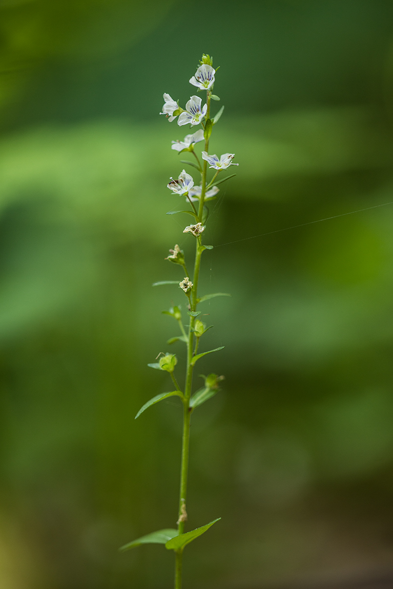 Image of Veronica serpyllifolia specimen.