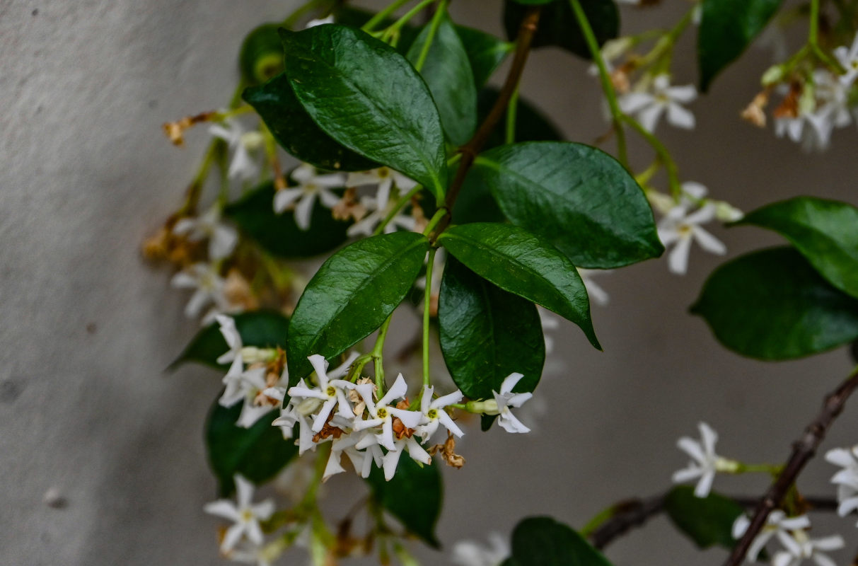 Image of Trachelospermum jasminoides specimen.