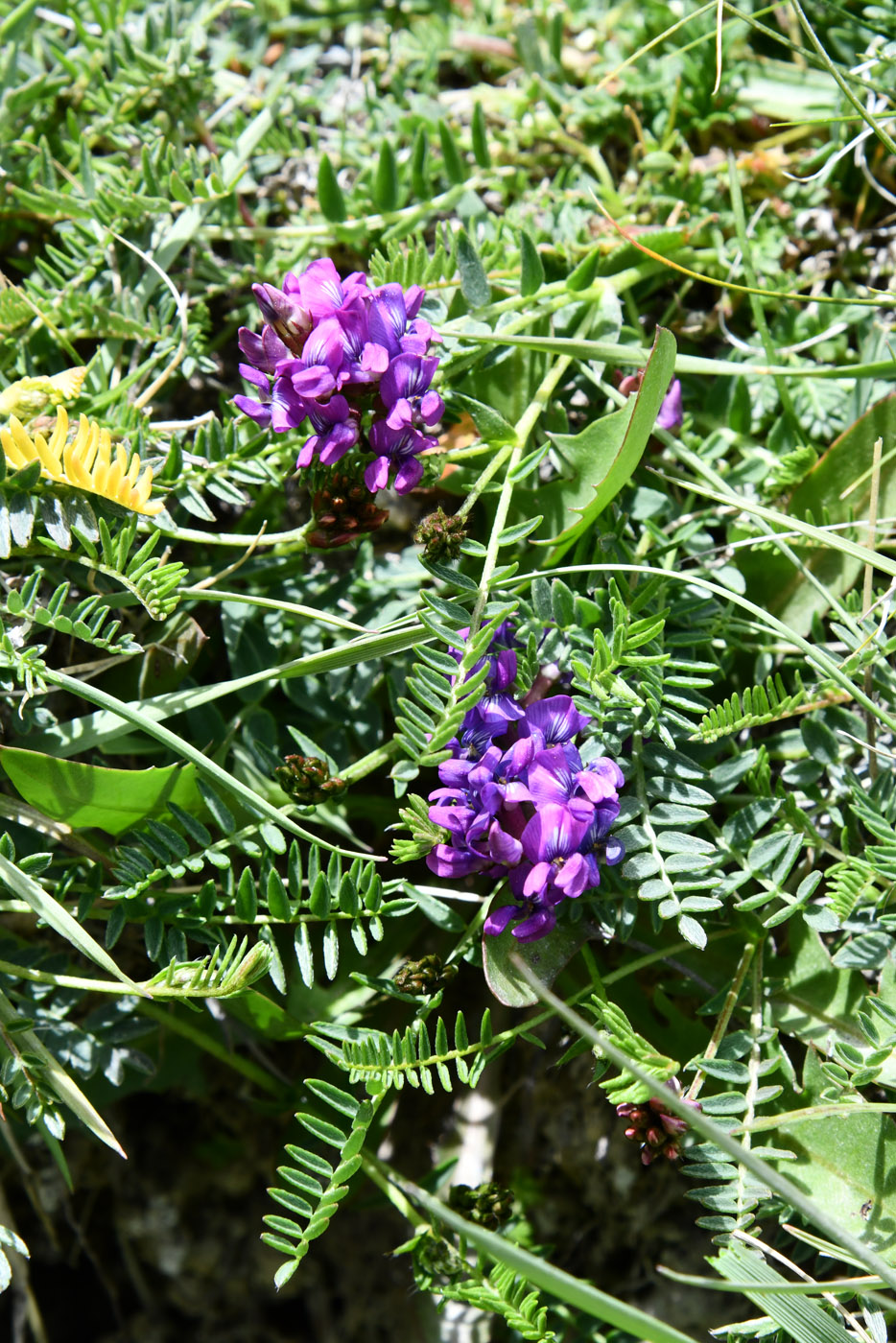 Image of genus Oxytropis specimen.