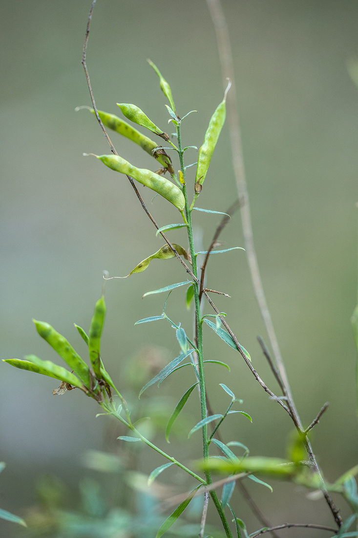 Image of Genista tinctoria specimen.