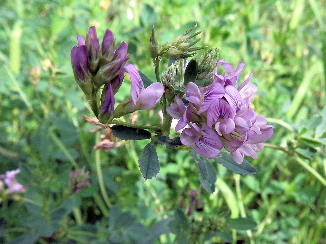 Изображение особи Medicago sativa.