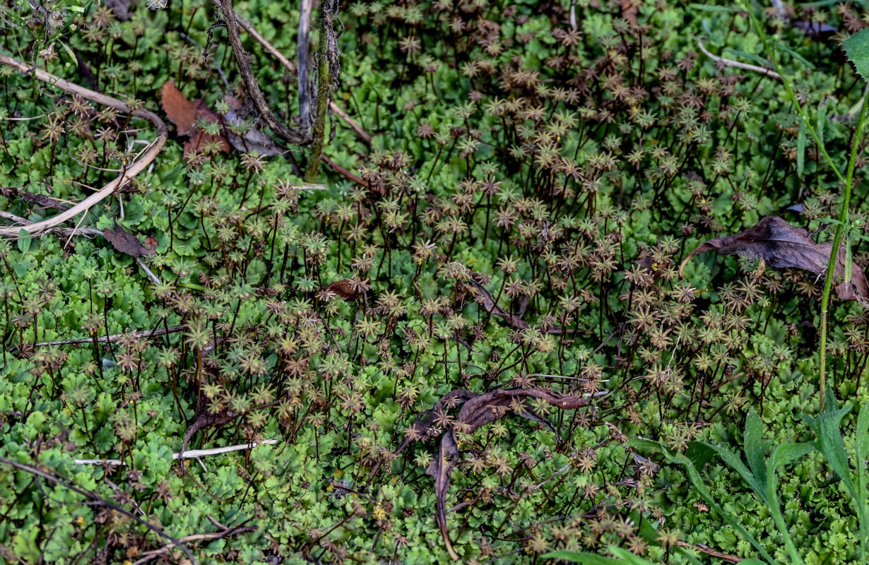 Изображение особи Marchantia polymorpha.