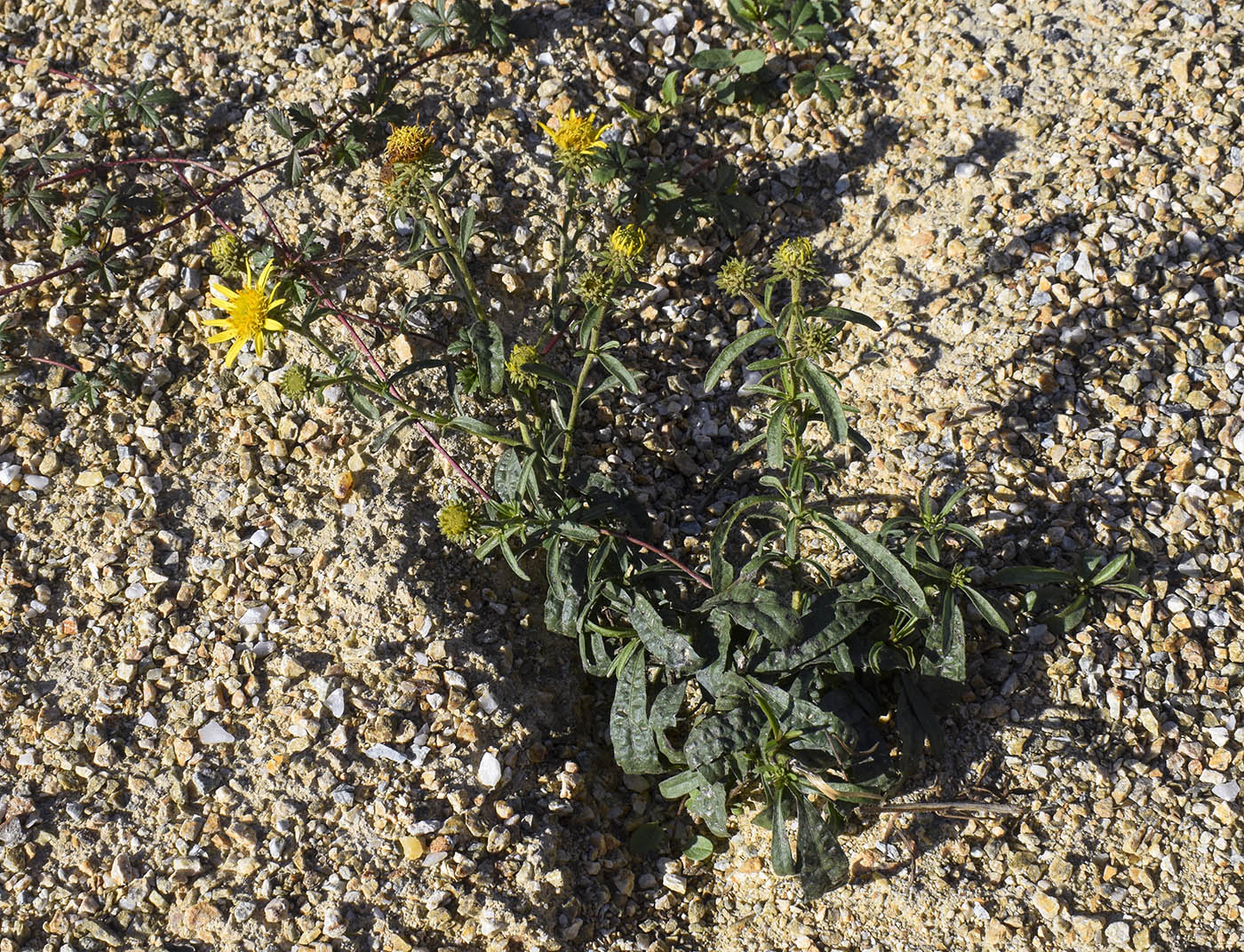 Image of Jasonia tuberosa specimen.