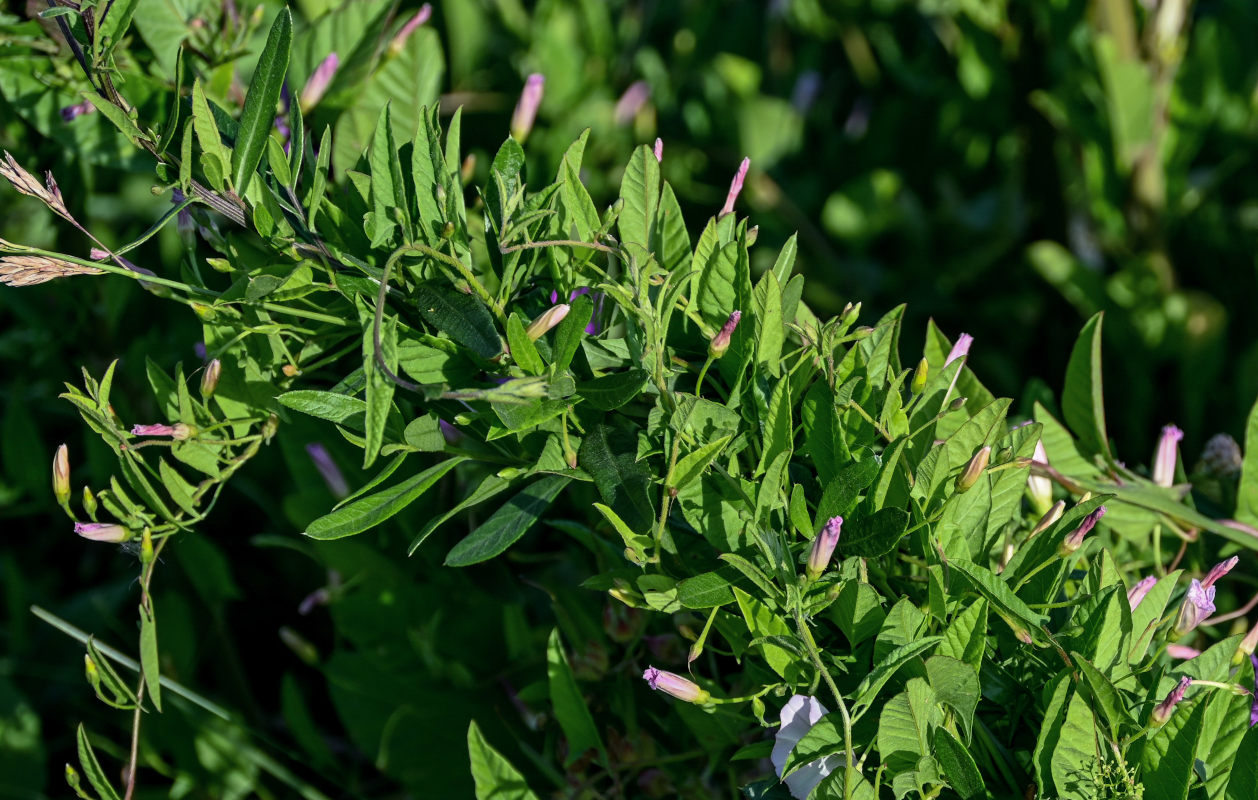 Изображение особи Convolvulus arvensis.