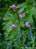 Lilium pilosiusculum. Соцветие. Красноярский край, гор. округ Норильск, пос. Снежногорск, луговой склон. 21.07.2023.