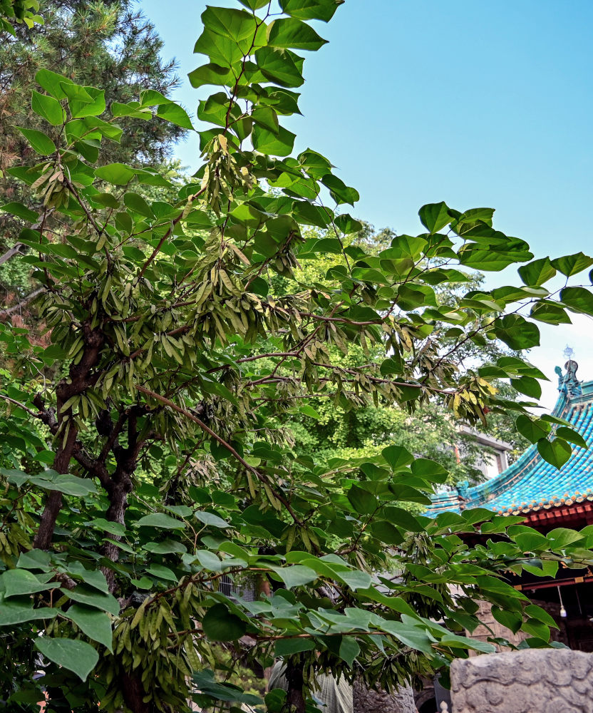 Image of Cercis chinensis specimen.