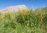 Verbascum laxum