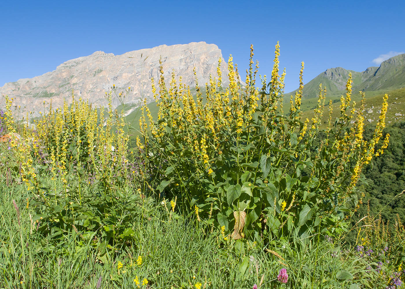 Изображение особи род Verbascum.