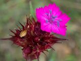 Dianthus capitatus. Развивающееся соцветие с одним распустившимся цветком (вид сверху). Крым, Южный Берег, окр. пос. Лесной, разнотравный луг. 26.05.2024.