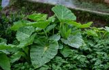 Alocasia odora