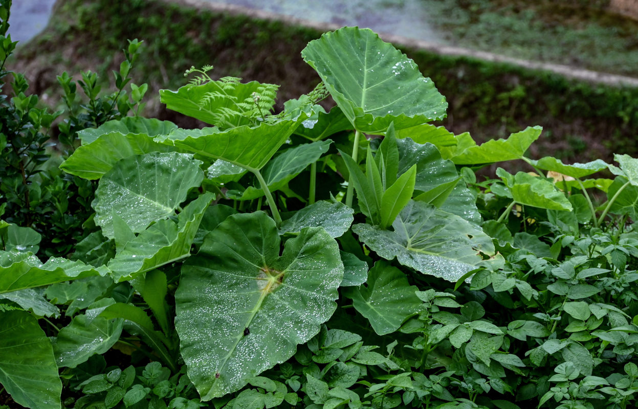 Image of Alocasia odora specimen.