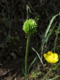 Ranunculus regelianus. Верхушка побега с плодом. Казахстан, Туркестанская обл., Сырдарья-Туркестанский государственный региональный природный парк, Боралдайский филиал, ≈ 1150 м н.у.м., сухое русло временного водотока. 14.05.2024.