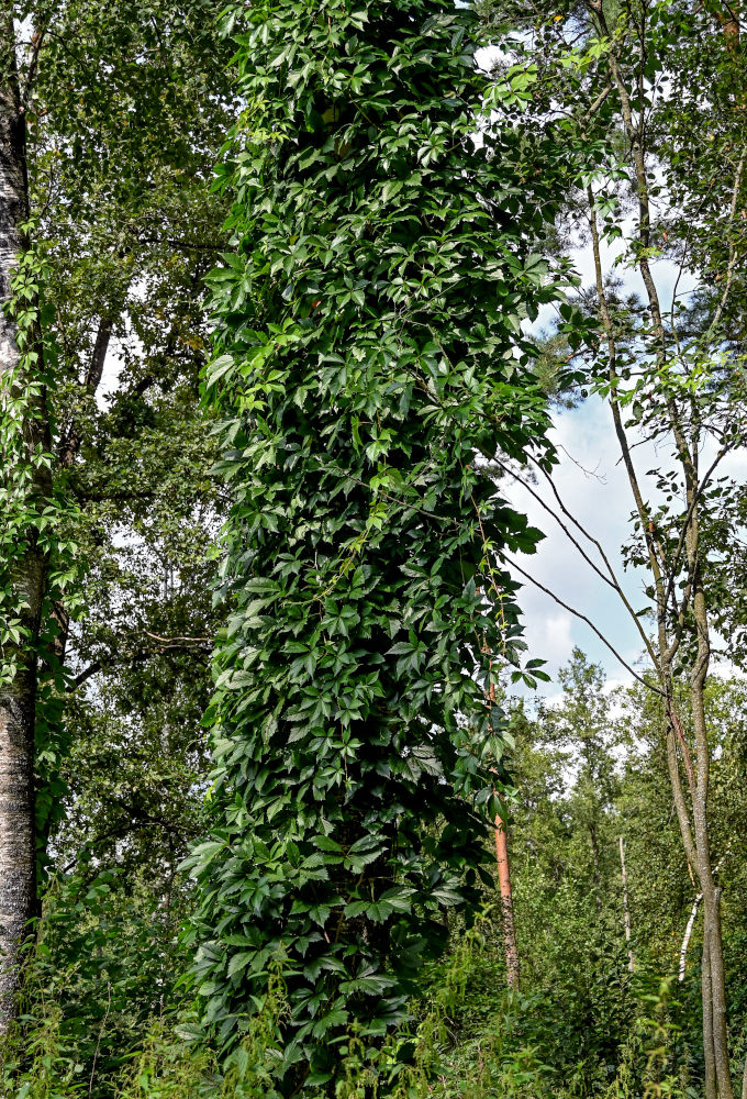 Image of Parthenocissus quinquefolia specimen.