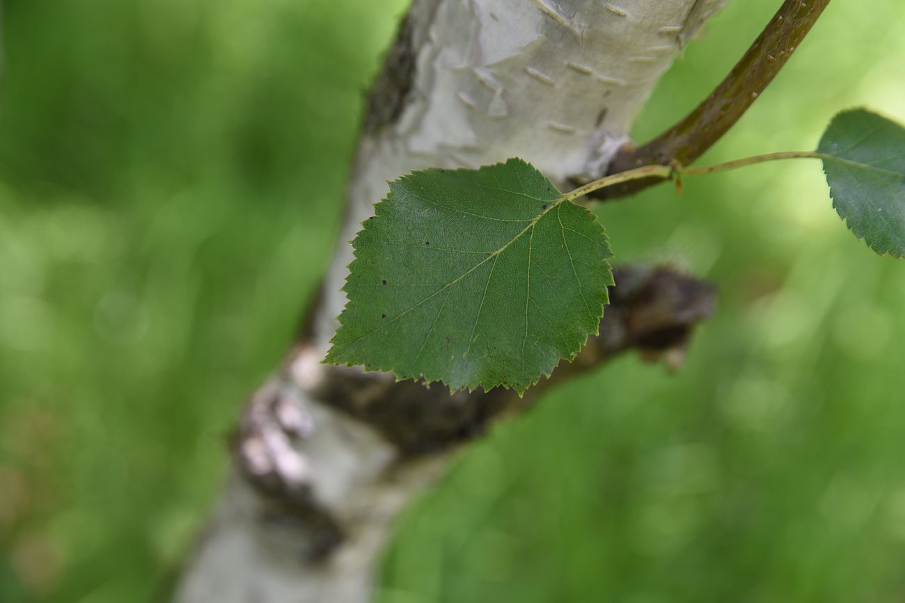 Изображение особи род Betula.