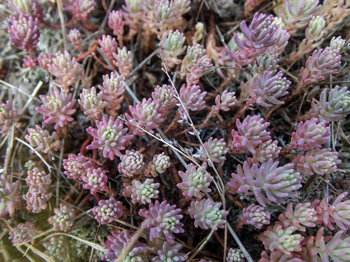 Изображение особи Sedum pallidum.