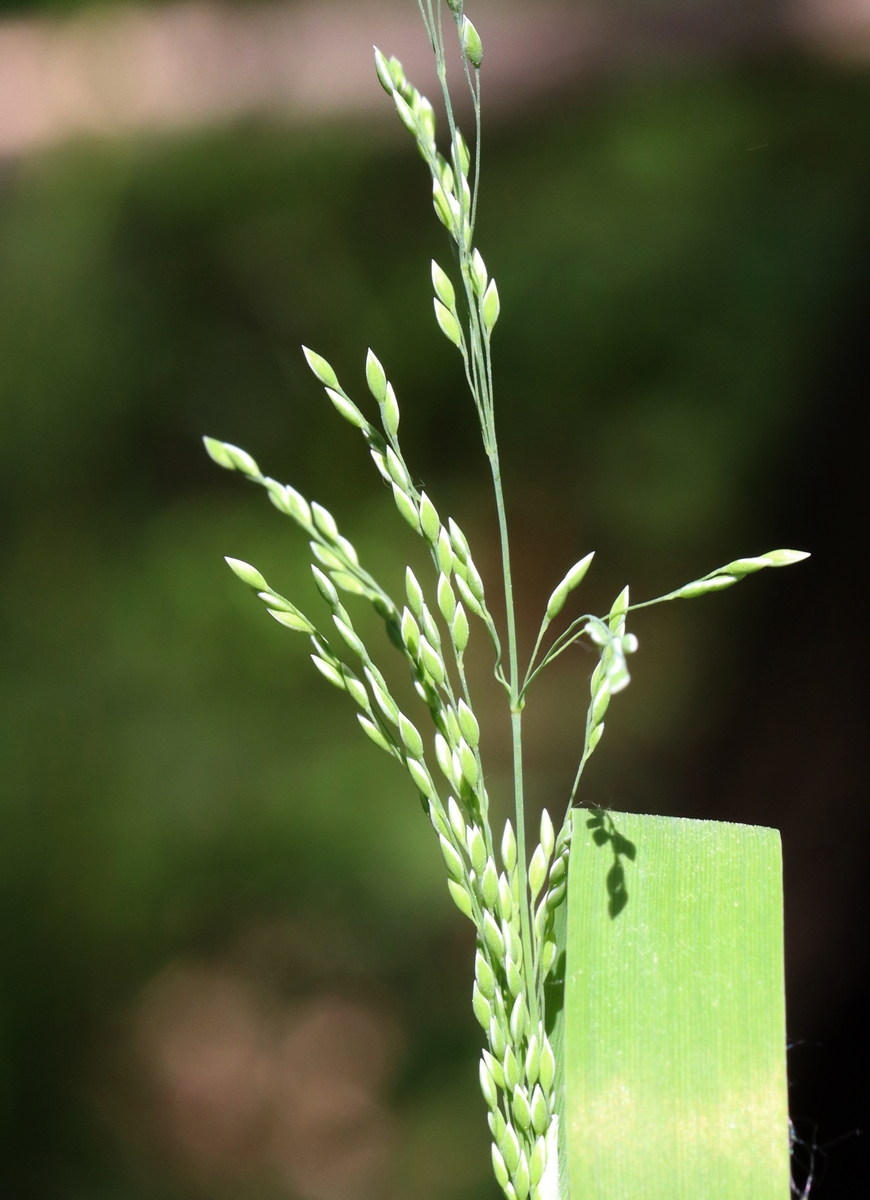 Image of Calamagrostis obtusata specimen.