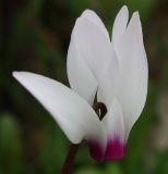 Cyclamen persicum. Цветок. Израиль, г. Кармиэль, закустаренный каменистый склон глубокой долины. 15.02.2011.