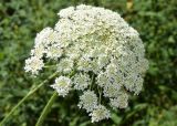 Daucus carota