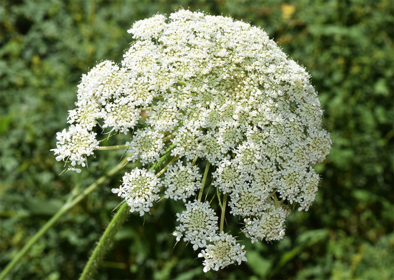 Image of Daucus carota specimen.