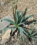 genus Eremurus