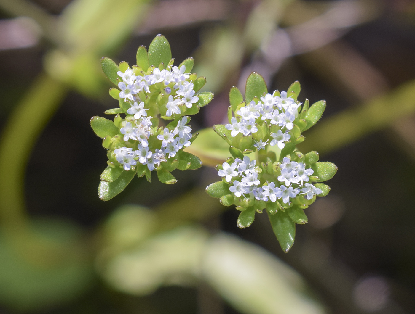 Изображение особи Valerianella locusta.