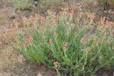 Смотреть изображение Helichrysum nogaicum