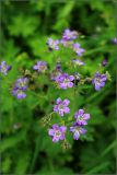 Geranium sylvaticum. Цветки. Тульская обл., окр. пос. Дубна, мелколиственный лес в направлении дер. Головино. 30.05.2010.