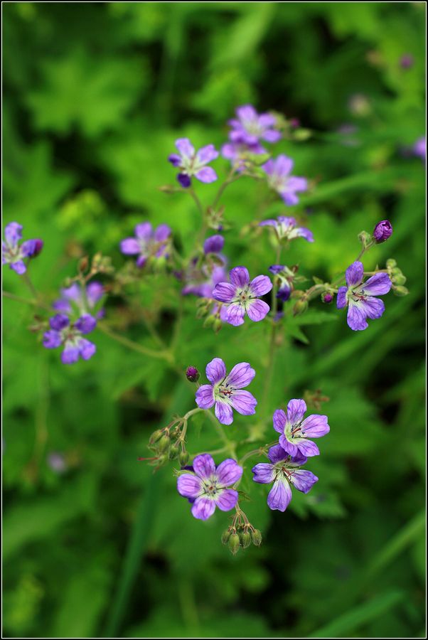 Image of Geranium sylvaticum specimen.