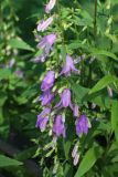 View full-size image Campanula rapunculoides