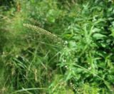 Смотреть изображение Phleum phleoides