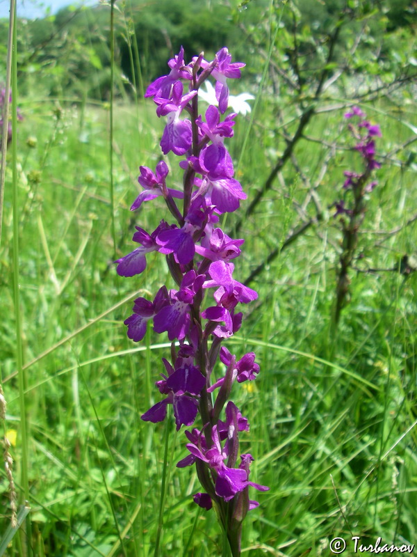 Image of Anacamptis laxiflora ssp. elegans specimen.