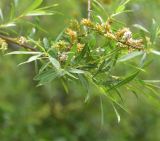 View full-size image Salix elbrusensis