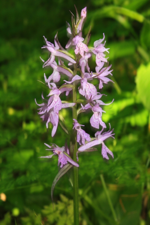 Image of Dactylorhiza urvilleana specimen.