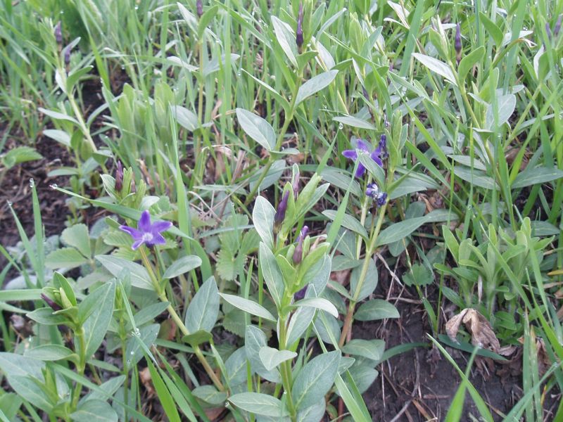 Image of Vinca herbacea specimen.