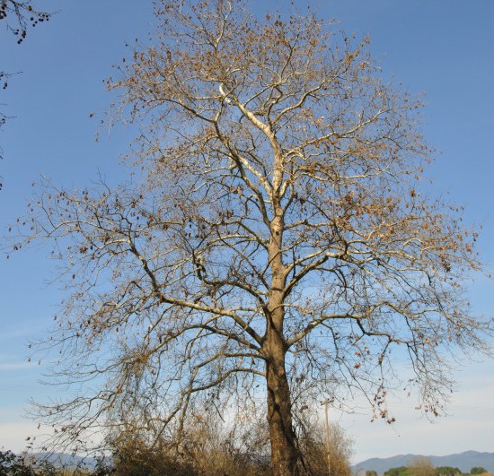 Image of Platanus orientalis specimen.