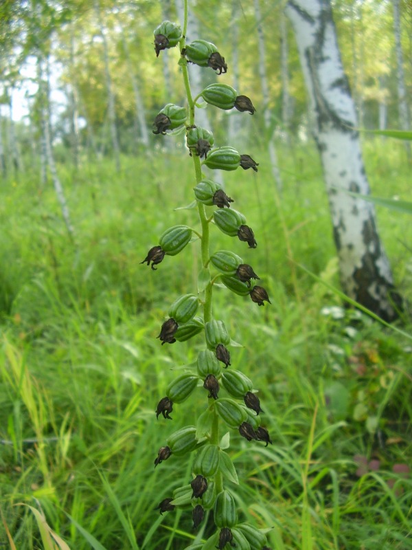 Изображение особи Epipactis helleborine.