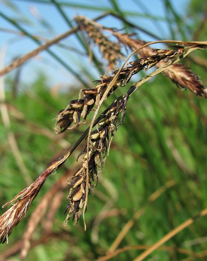 Изображение особи Carex cespitosa.