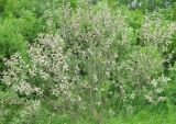 Salix cinerea. Плодоносящее растение. Ярославская обл., Некоузский р-н, у дороги в окр. дер. Данилово. 08.06.2011.