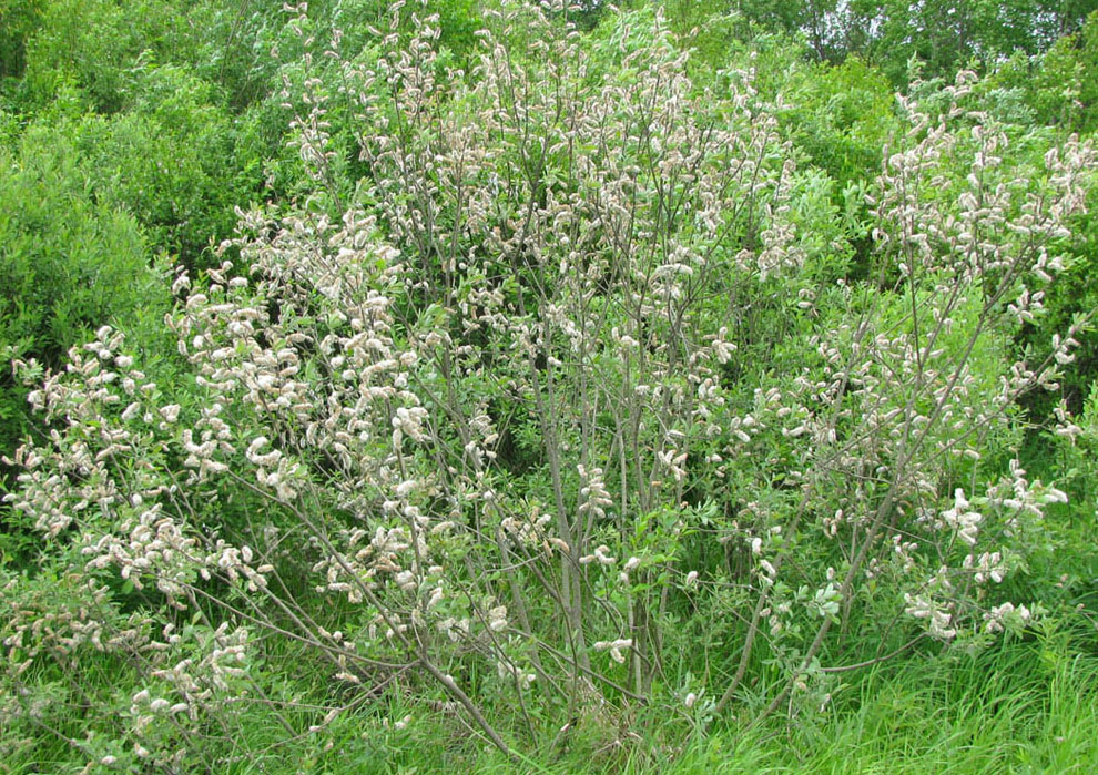 Image of Salix cinerea specimen.