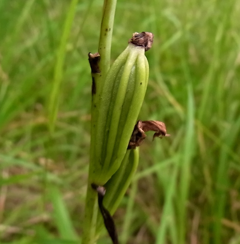 Изображение особи Ophrys apifera.