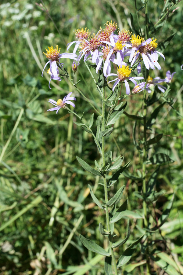 Image of Galatella villosula specimen.