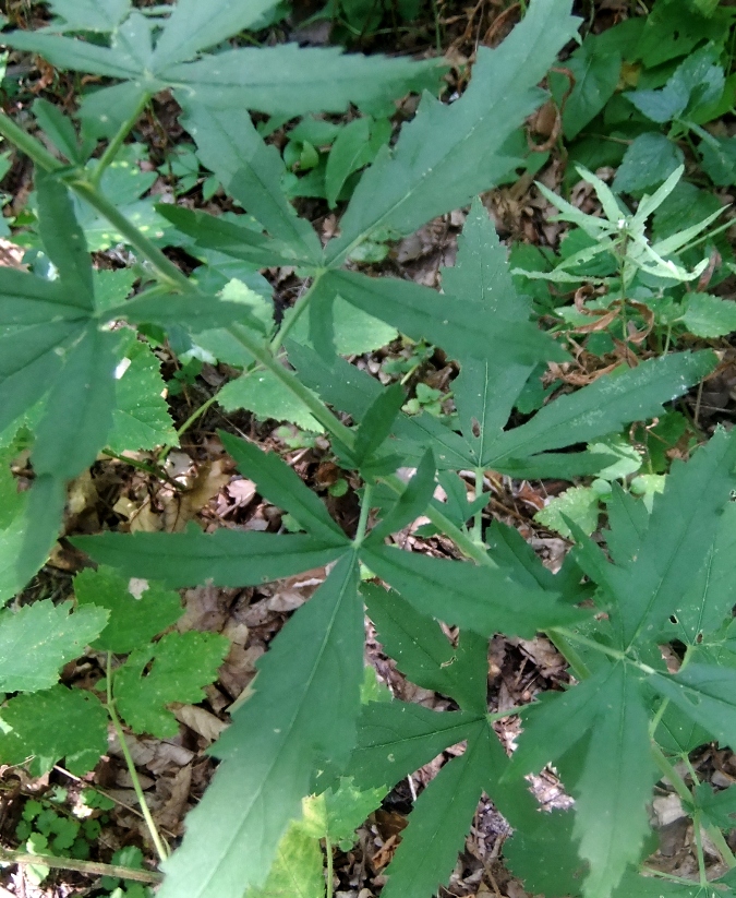 Image of Althaea cannabina specimen.