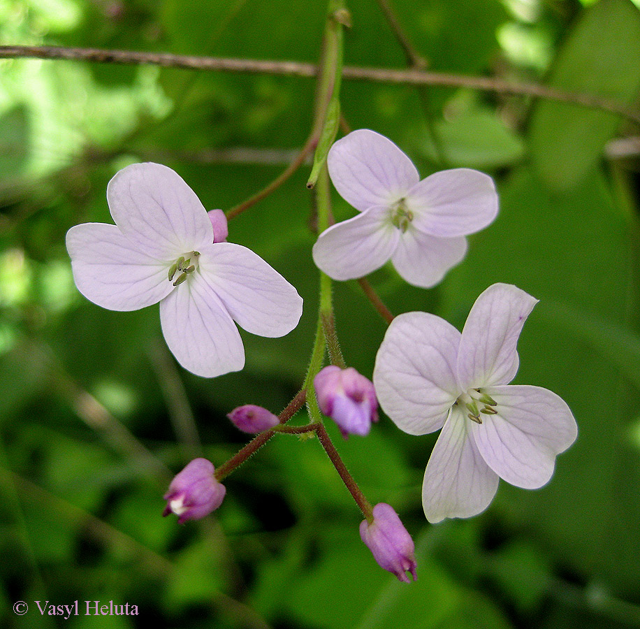 Image of Lunaria rediviva specimen.